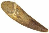 Fossil Spinosaurus Tooth - Real Dinosaur Tooth #305617-1